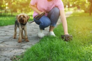 Que révèlent les crottes de votre chien sur sa santé ?