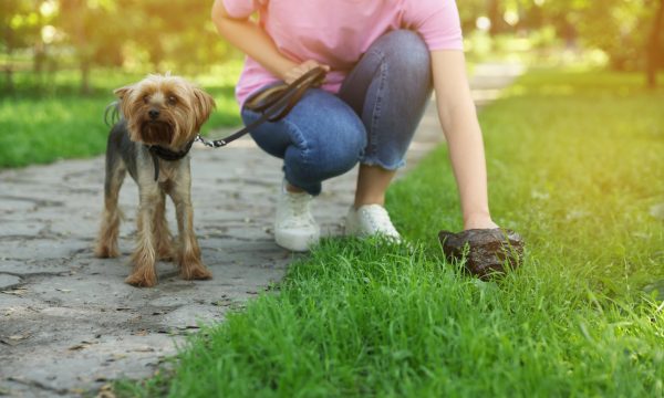 Que révèlent les crottes de votre chien sur sa santé ?