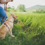 Conseils pour partir en randonnée avec son chien
