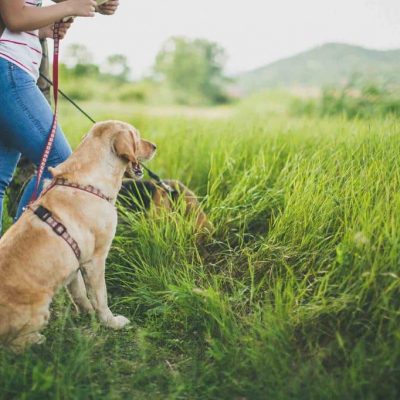 Conseils pour partir en randonnée avec son chien