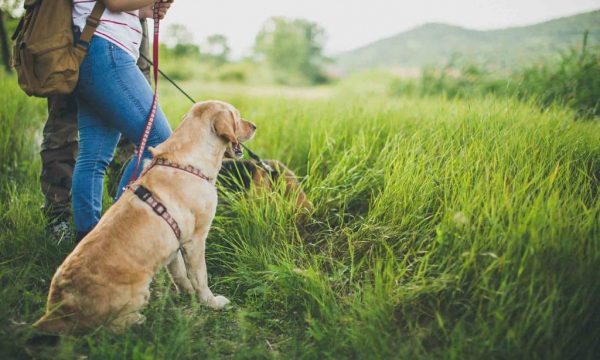Partir en randonnée avec son chien