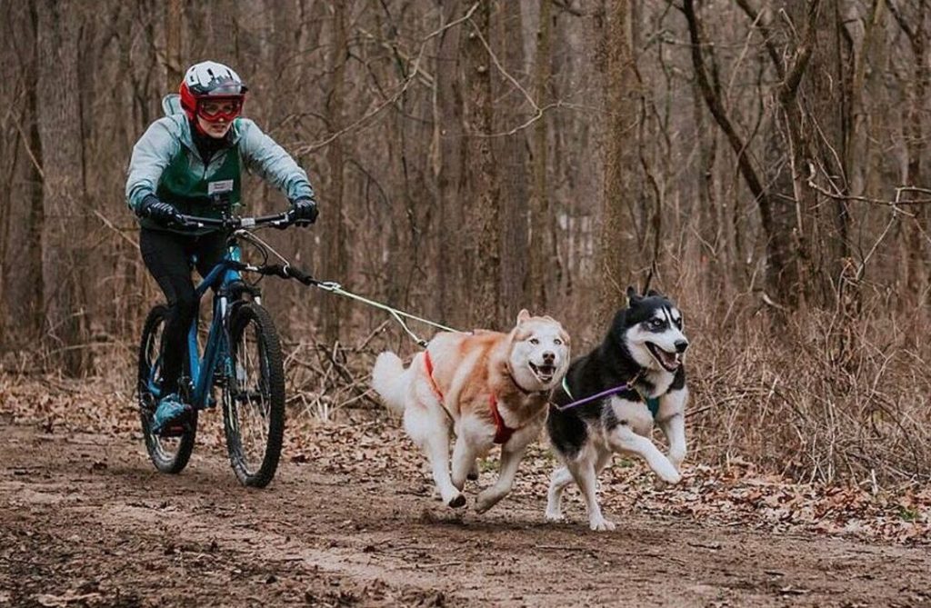 Chiens qui tractent un vélo