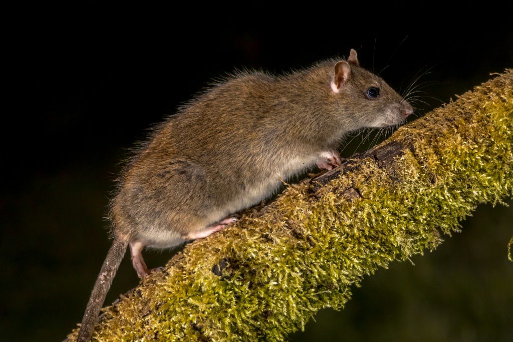 Rat