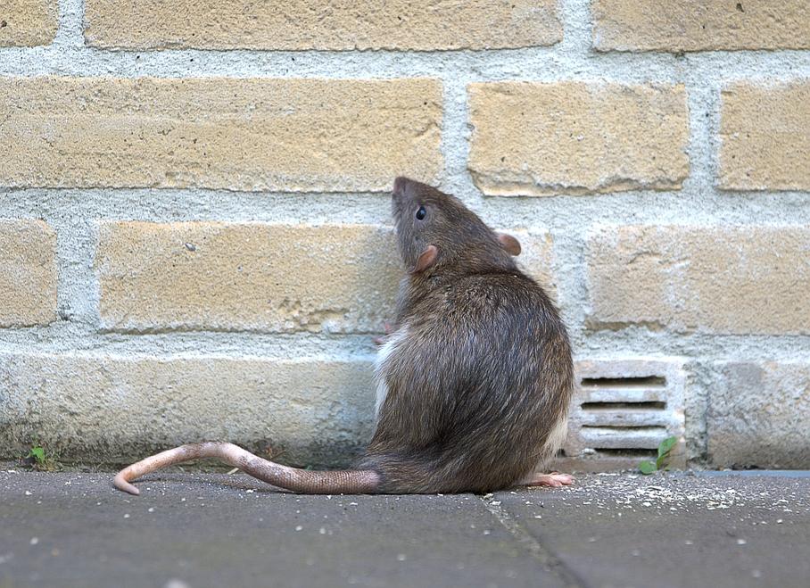 rat dans une maison