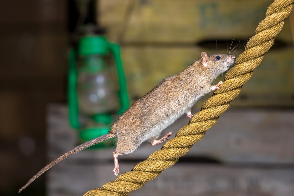 rat sur une corde de bateau