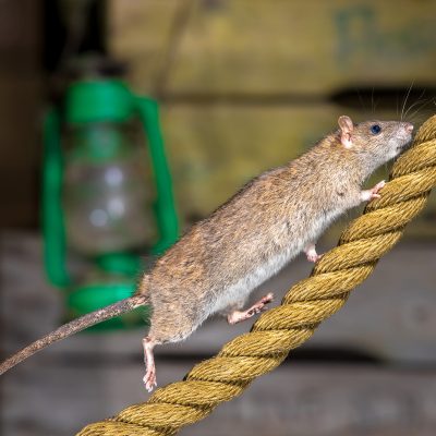 L’intelligence du rat : en quoi est-il un rongeur si futé ?