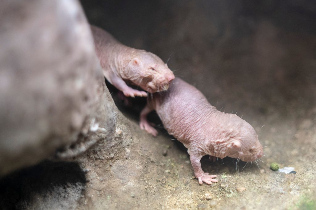 Rat-taupe