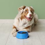 Ration ménagère pour chien : Top 8 conseils pour la préparer