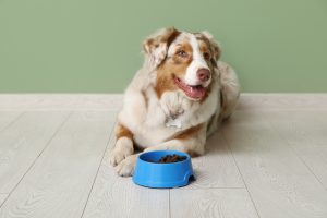 Ration ménagère pour chien : Top 8 conseils pour la préparer