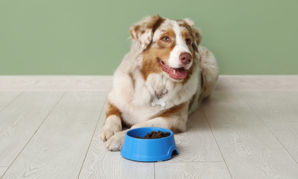 Ration ménagère pour chien : Top 8 conseils pour la préparer