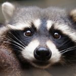 Le raton laveur : qui est cet animal au masque noir ?