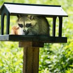 Top 10 des Animaux les Plus Malins au monde