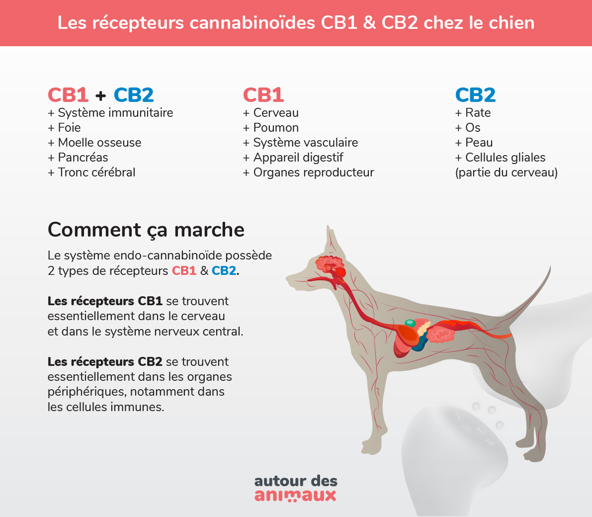 récepteurs CB1 CB2 chez le chien graphique explicatif