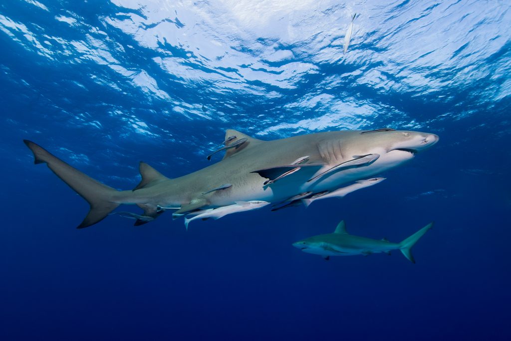 Rémoras collés sous un requin