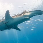 Le Rémora, ce poisson suceur qui se colle aux requins