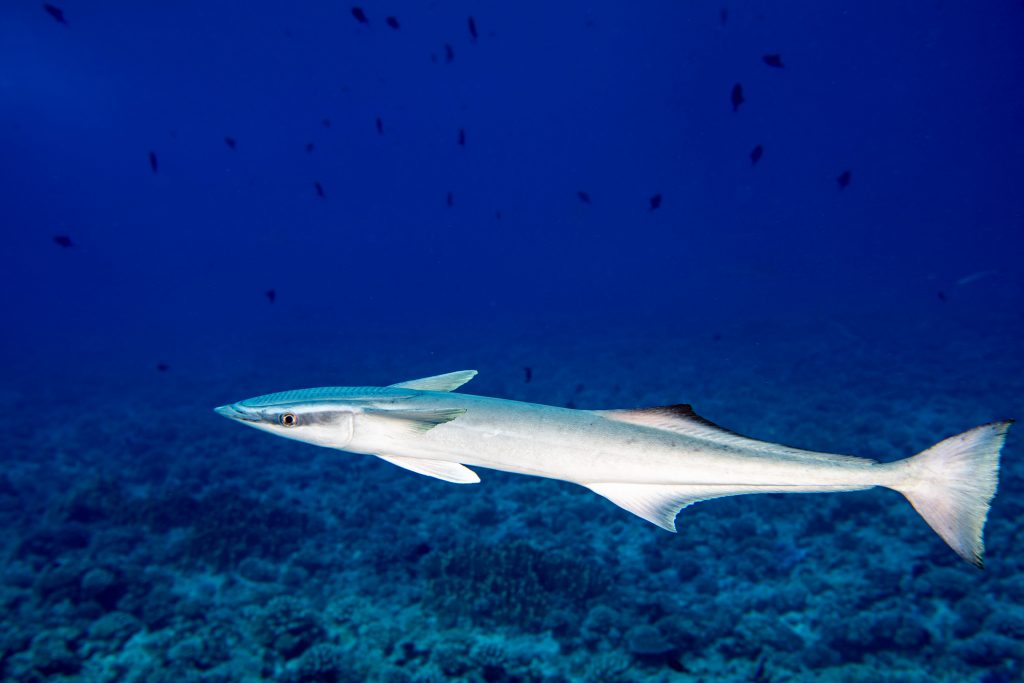 Rémora solitaire dans l'océan