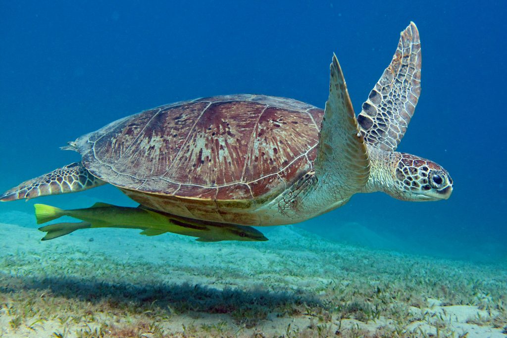 Rémora attaché à une tortue