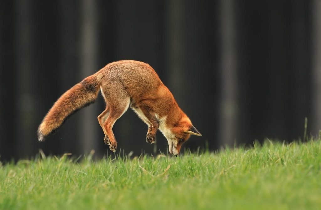 Renard qui chasse avec le champ magnétique