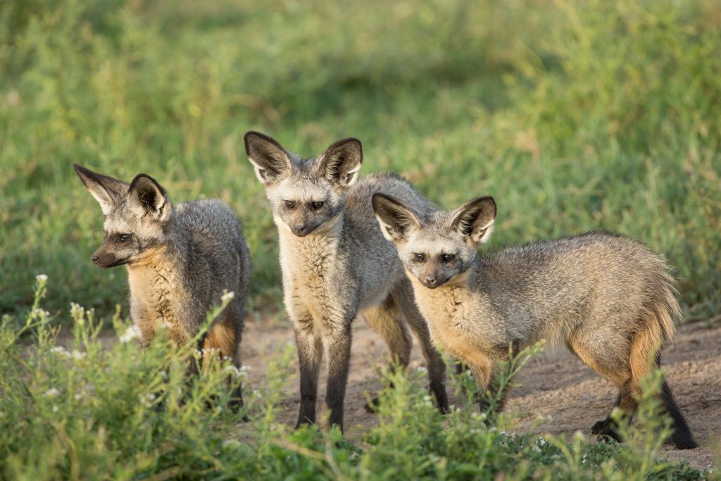 Renard Chauve-souris