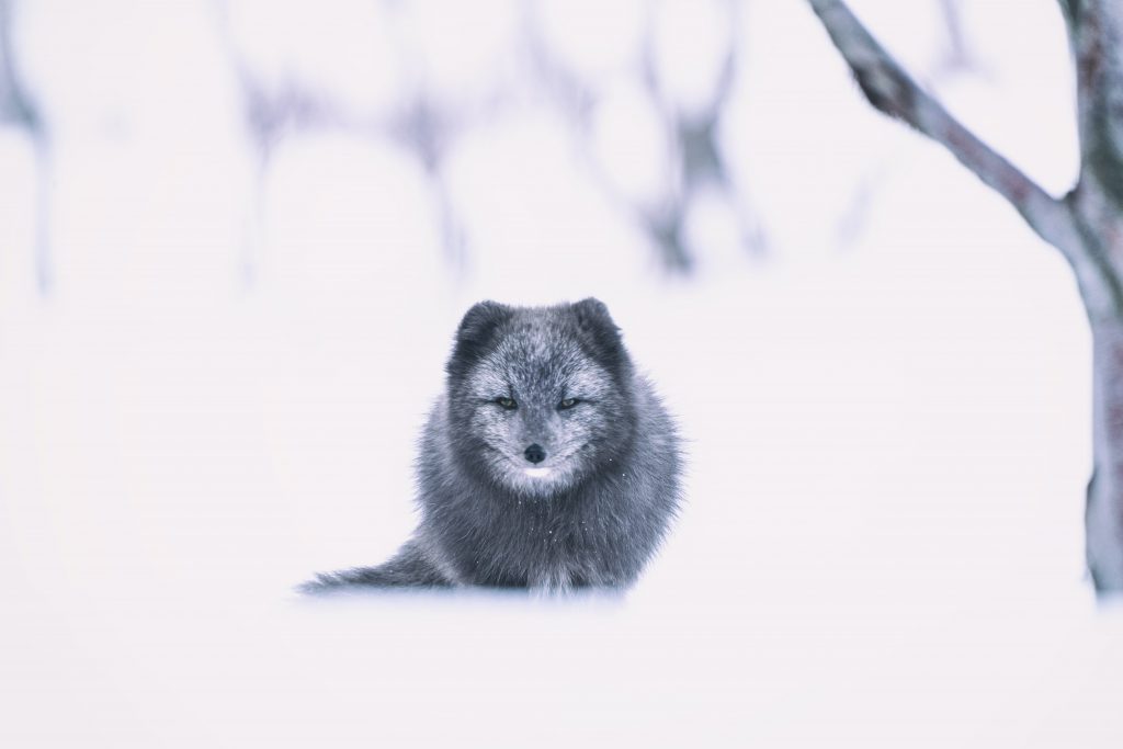 renard dans la neige espace négatif photographie