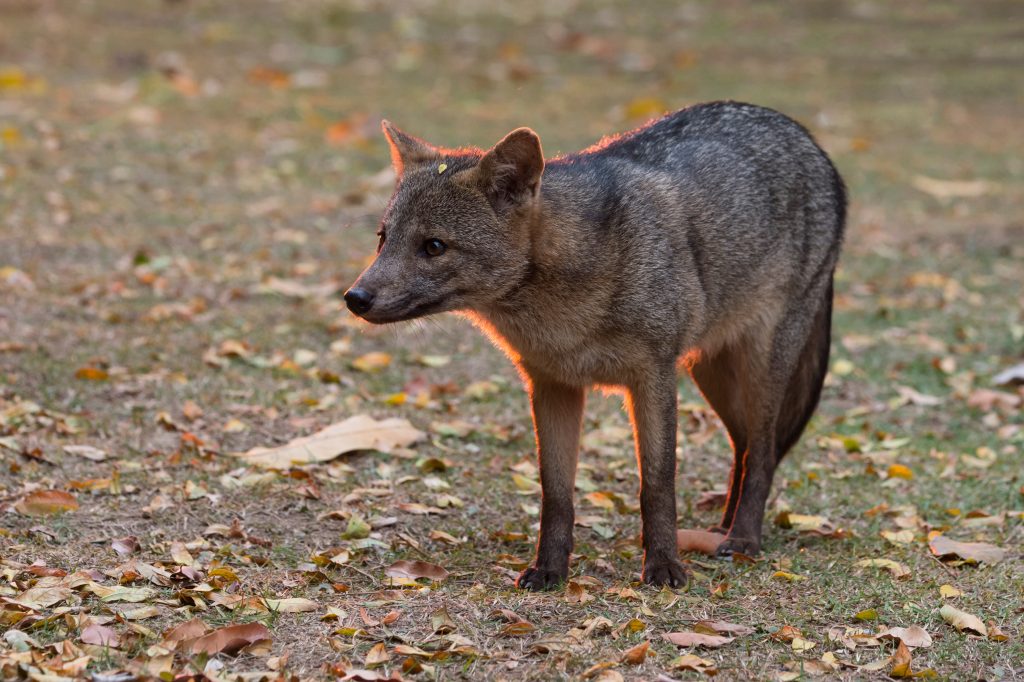 Renard des Savanes