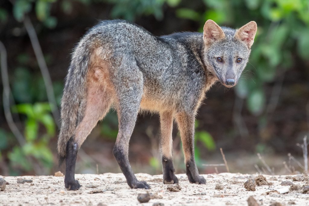 renard des savanes