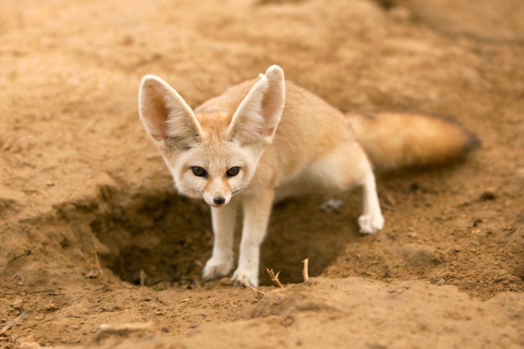 Renard fennec