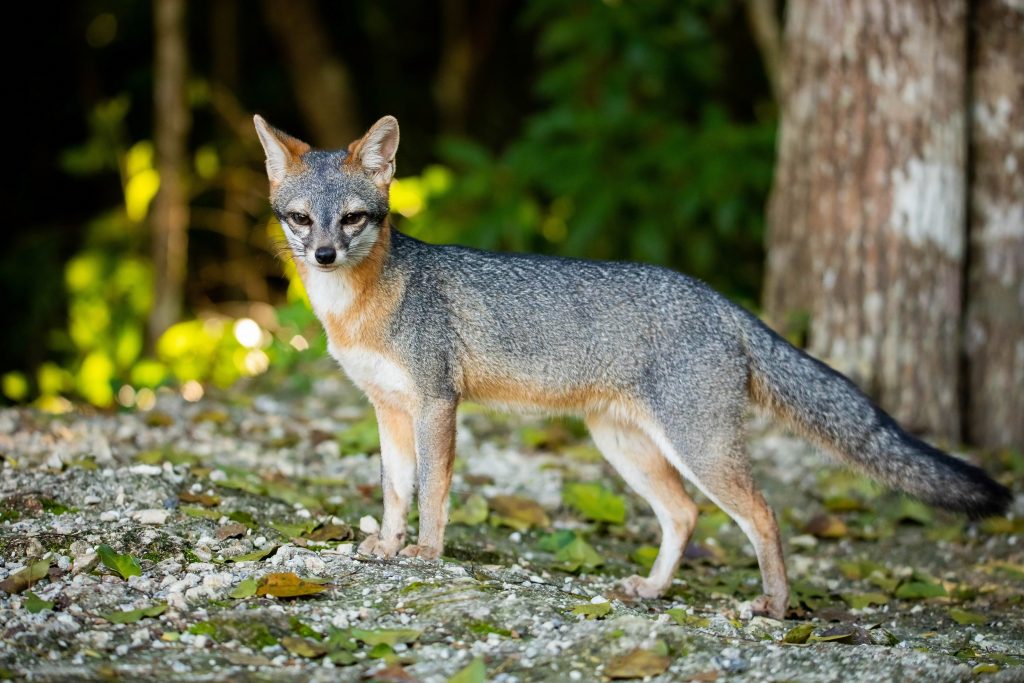 Renard gris