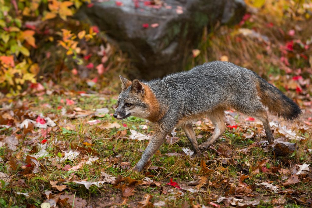 renard gris