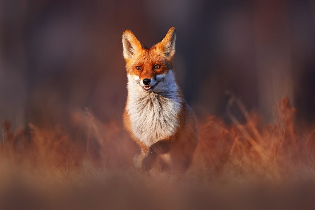 Renard roux