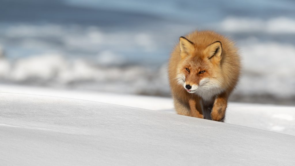 renard roux d'Hokkaido