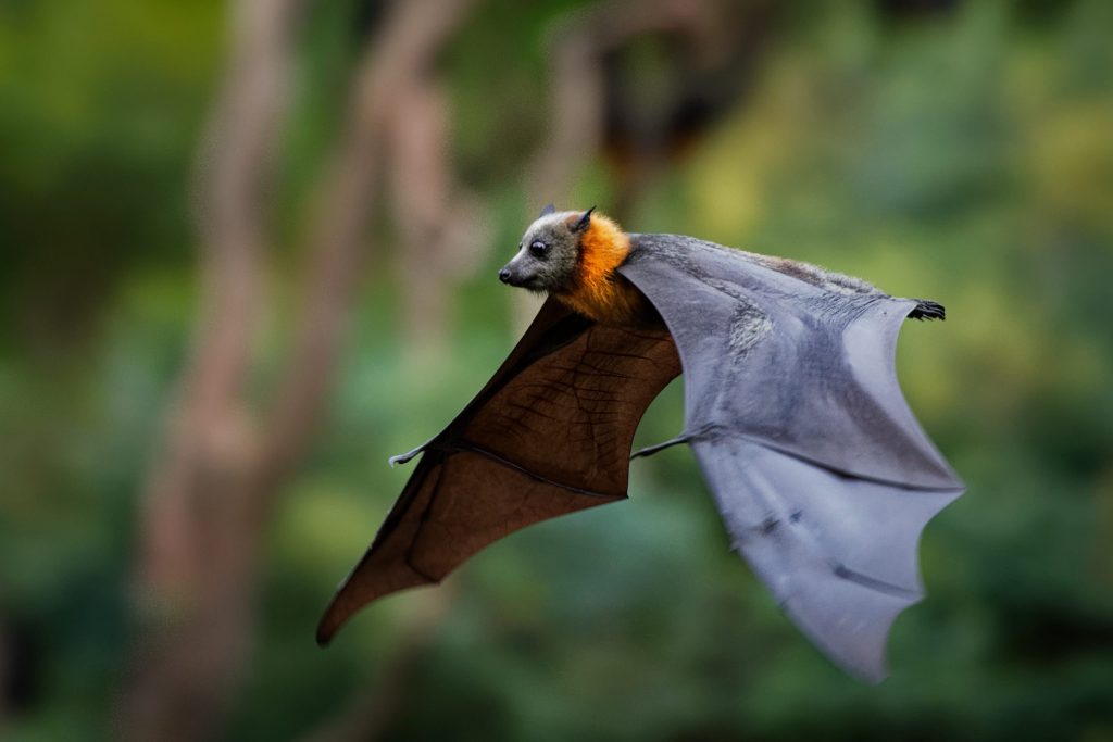 Photo d'un renard volant