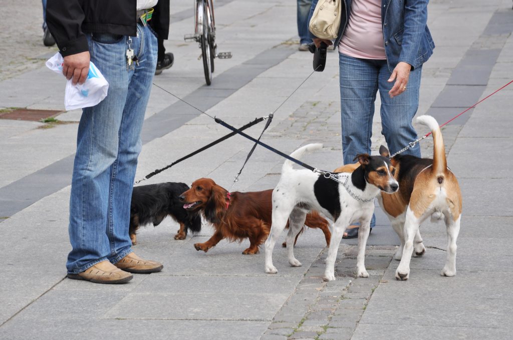 Rencontre entre chiens
