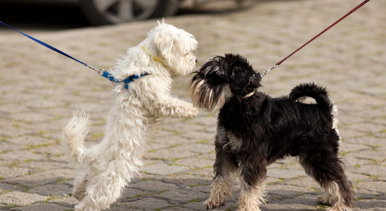 Le chien agressif envers les autres chiens
