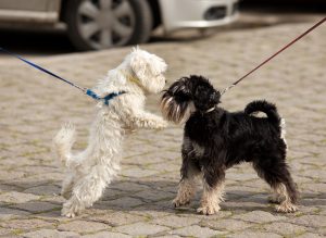 Le chien agressif envers les autres chiens