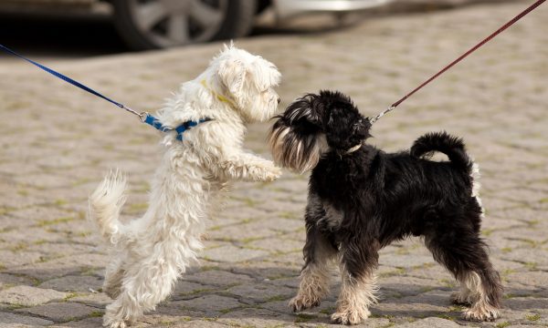 Le chien agressif envers les autres chiens