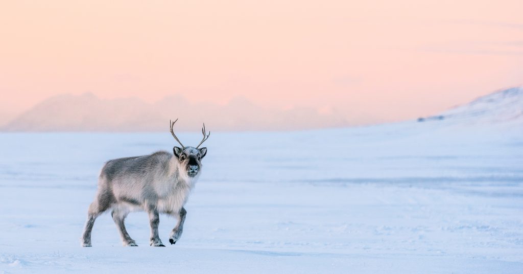 Renne du Svalbard