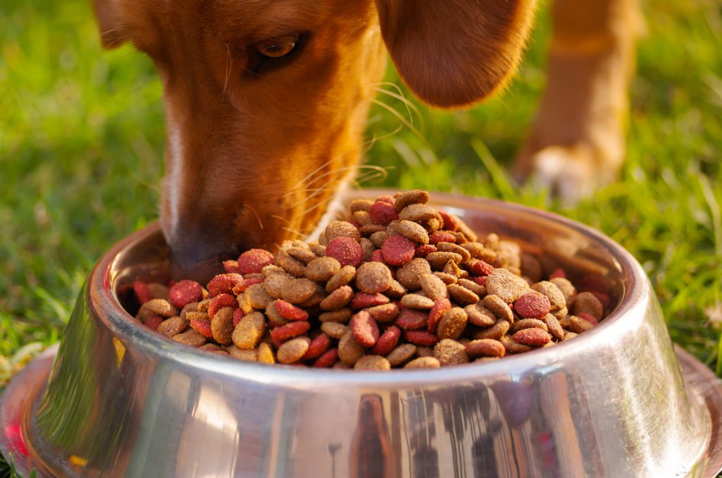 chien qui prend son repas