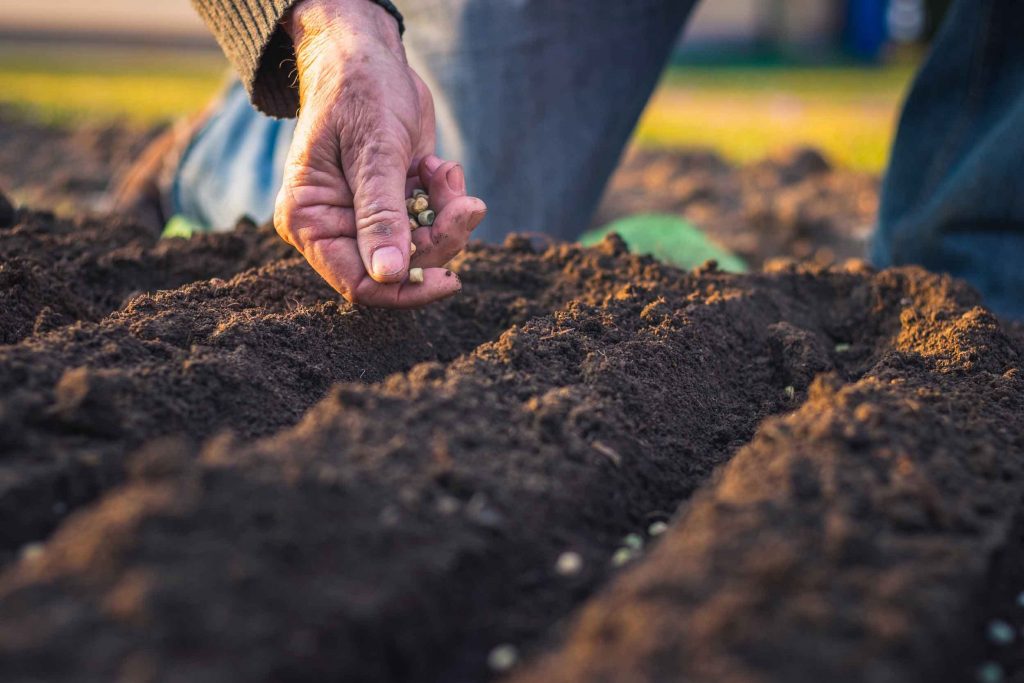 Planteur D'pour Chats D'intérieur, Pot de Germination Hydroponique, Bac à  Gazon Hydroponique pour Plantation D'herbe à Chat, Plateau à Graines, Pot  de Culture Hydroponique pour Germination de L'herbe : : Jardin