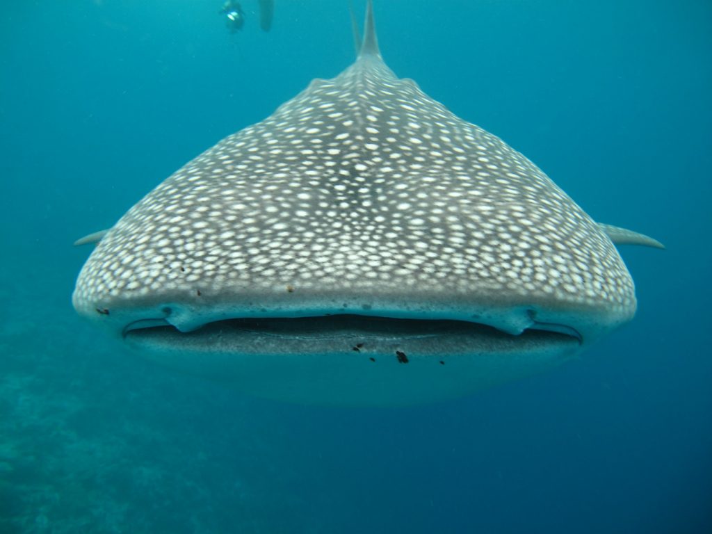 Requin baleine