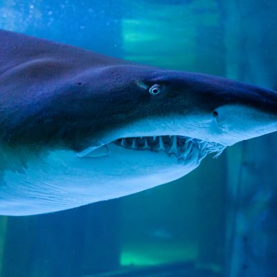 Requin bouledogue : mode de vie, alimentation, où le voir