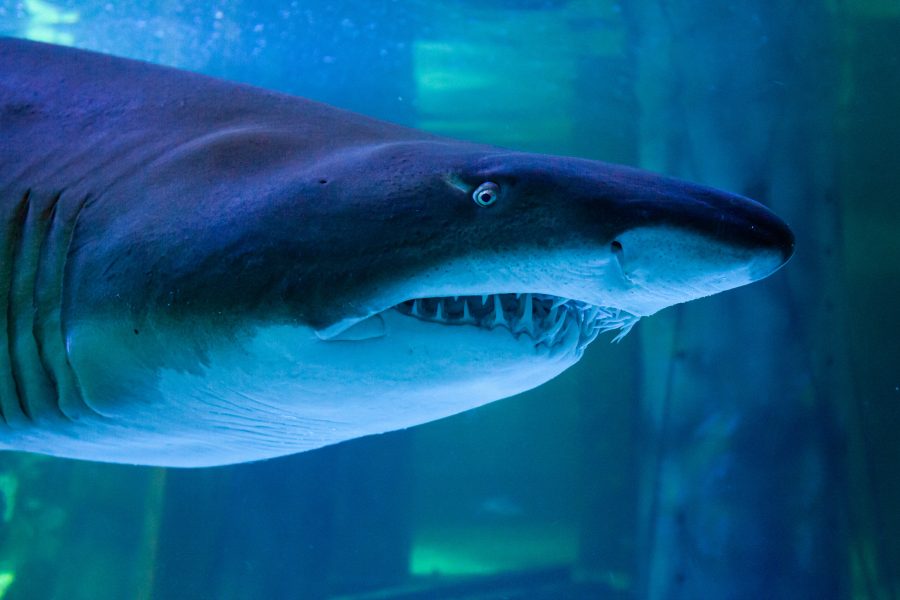Requin bouledogue : mode de vie, alimentation, où le voir