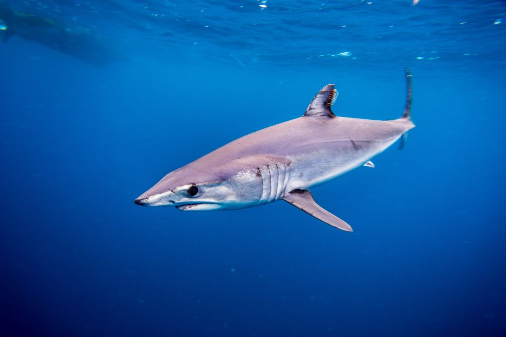 Requin Mako