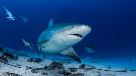 requin bouledogue