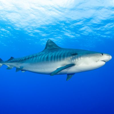 Requin Tigre : Caractéristiques, mode de vie, où le voir