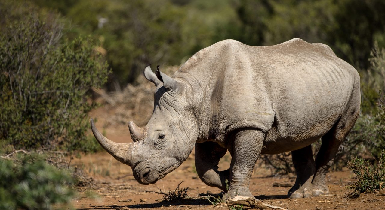 Rhinocéros : géant menacé, trésor vivant de l’Afrique et de l’Asie