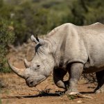 Rhinocéros : géant menacé, trésor vivant de l’Afrique et de l’Asie