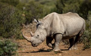Rhinocéros : géant menacé, trésor vivant de l’Afrique et de l’Asie