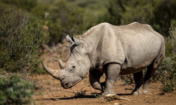 Rhinocéros : géant menacé, trésor vivant de l’Afrique et de l’Asie