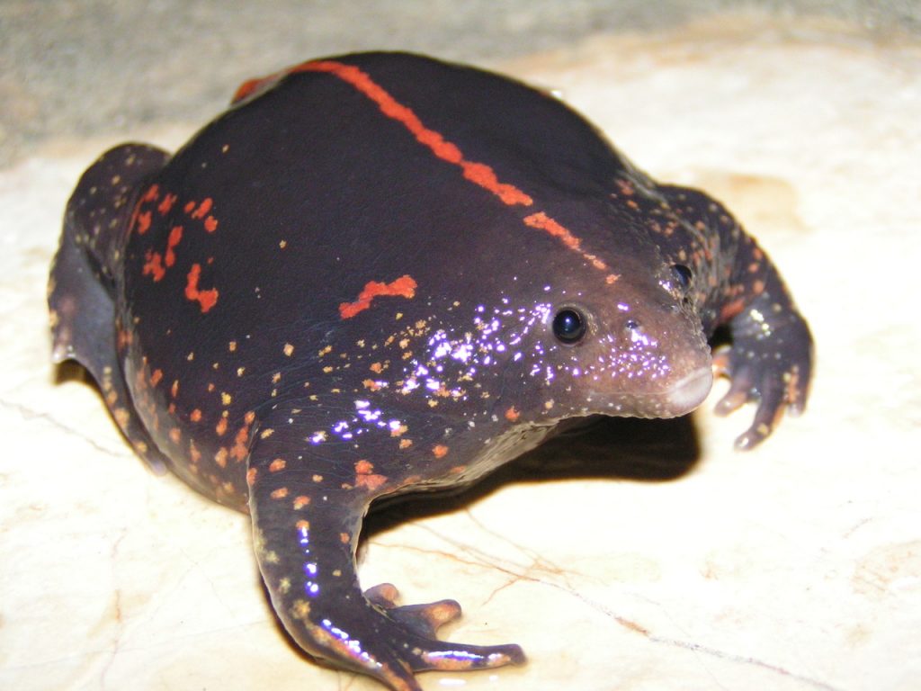 Rhinophrynus dorsalis